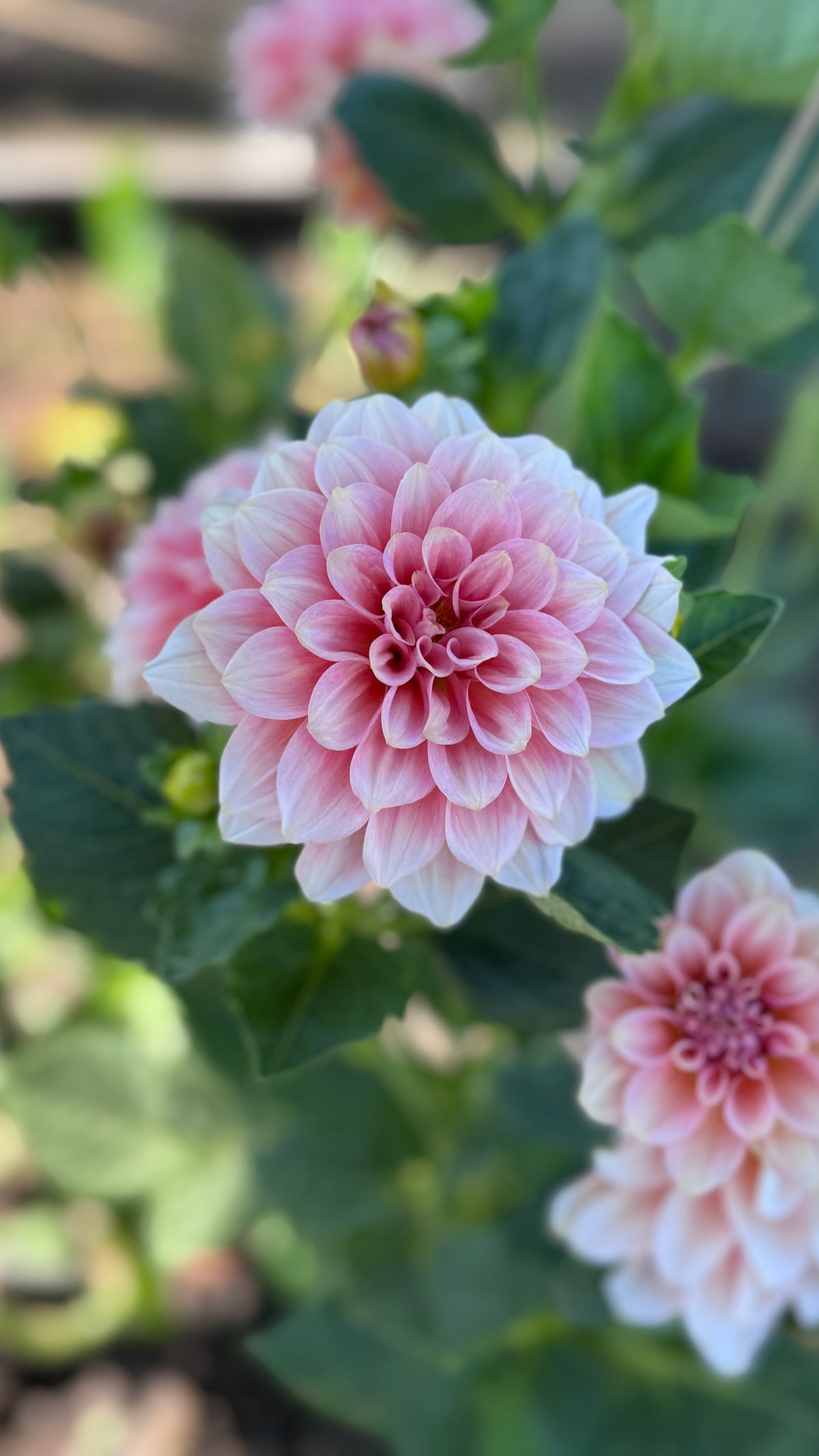 RM Peachy Pink