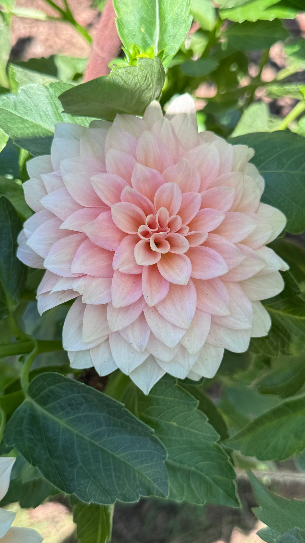 RM Peachy Pink