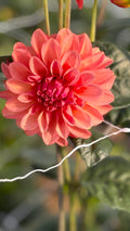 RM Pink Sugar